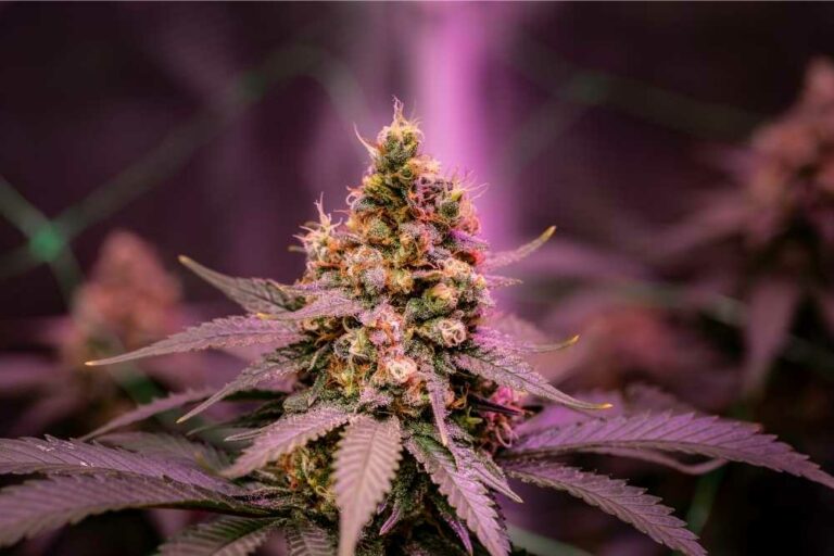 Considering Delta 8 Flower? What You Should Know Before Trying It