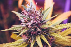 Exploring the Benefits Exploring the Benefits of Organic CBD Flower