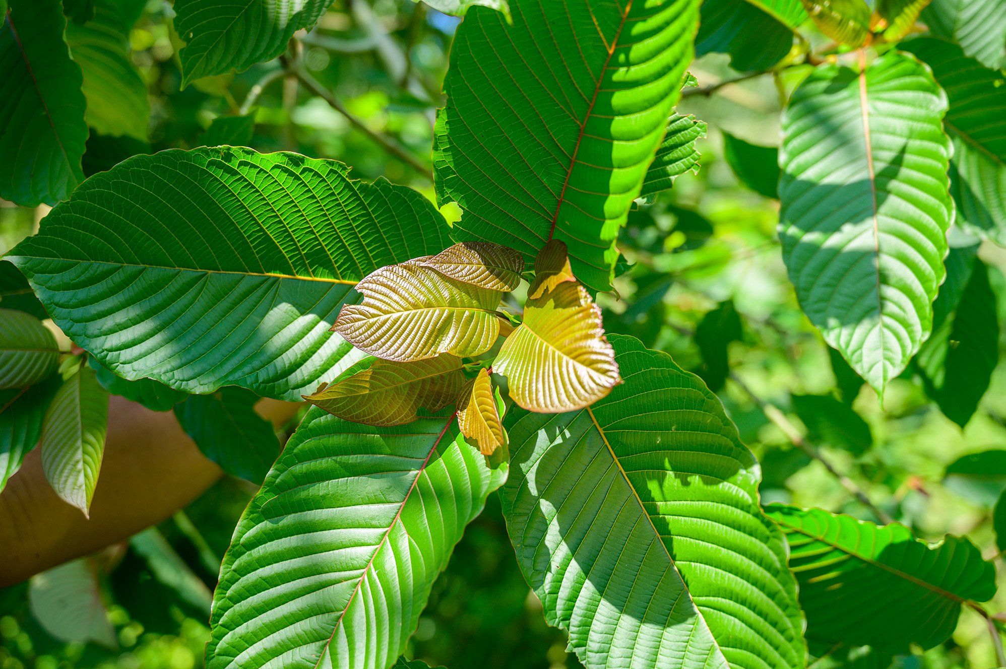 Different Forms of Kratom Products: A Comprehensive Guide